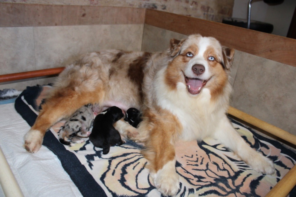 chiot Berger Australien De La Tasmanie Sauvage