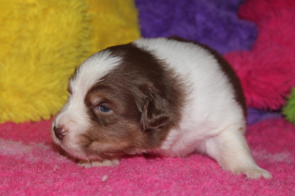 De La Tasmanie Sauvage - Chiot disponible  - Berger Australien