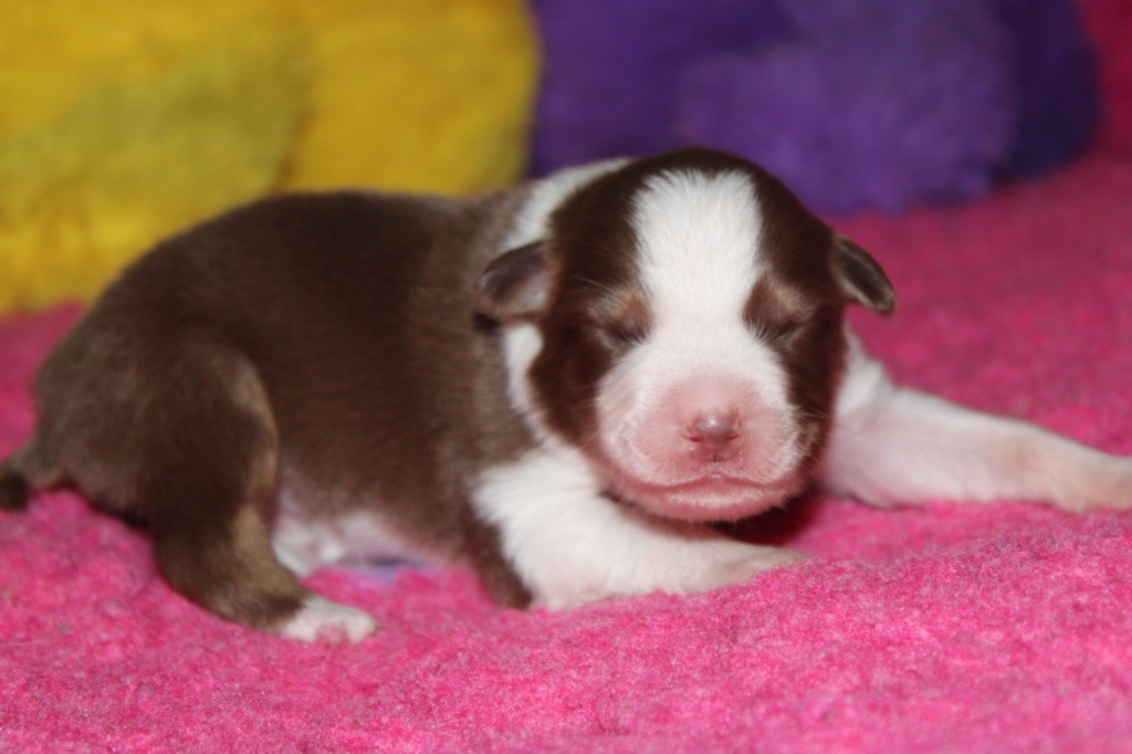 De La Tasmanie Sauvage - Chiot disponible  - Berger Australien