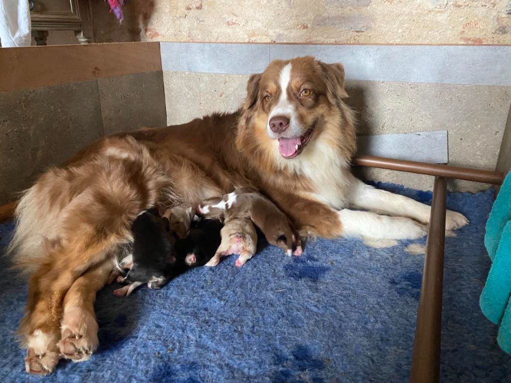 chiot Berger Australien De La Tasmanie Sauvage