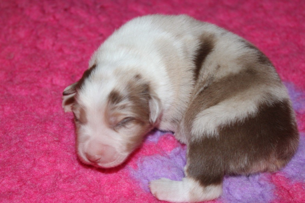 De La Tasmanie Sauvage - Chiot disponible  - Berger Australien