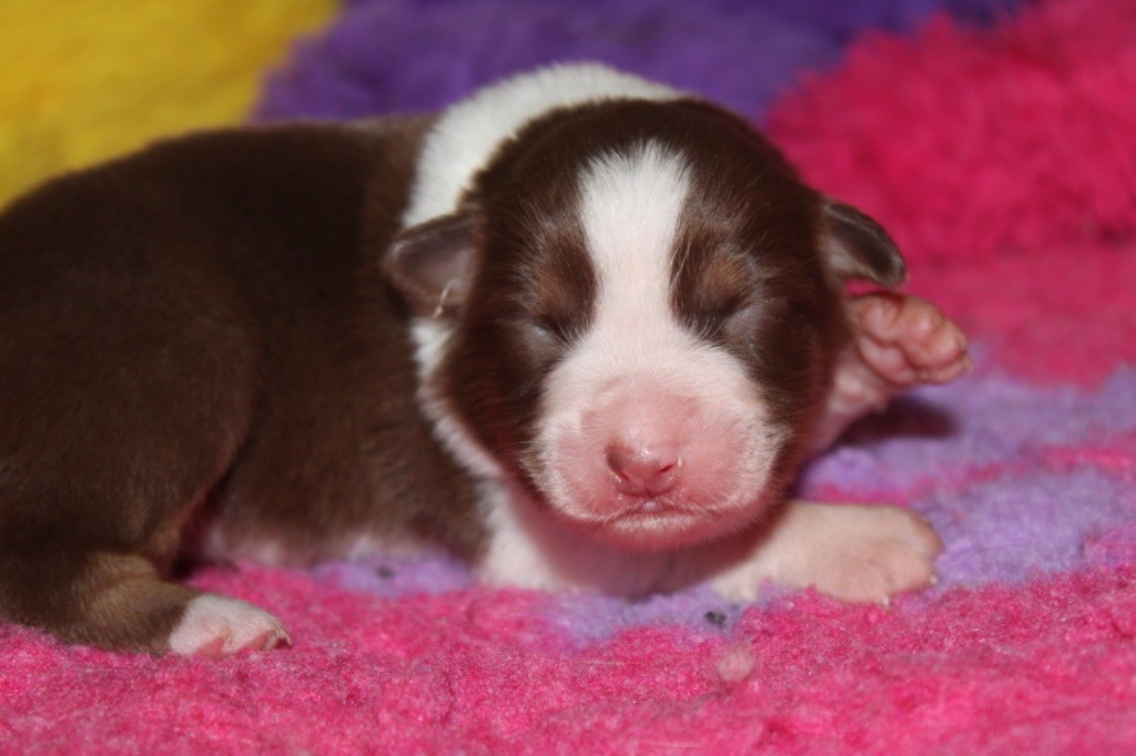 De La Tasmanie Sauvage - Chiot disponible  - Berger Australien