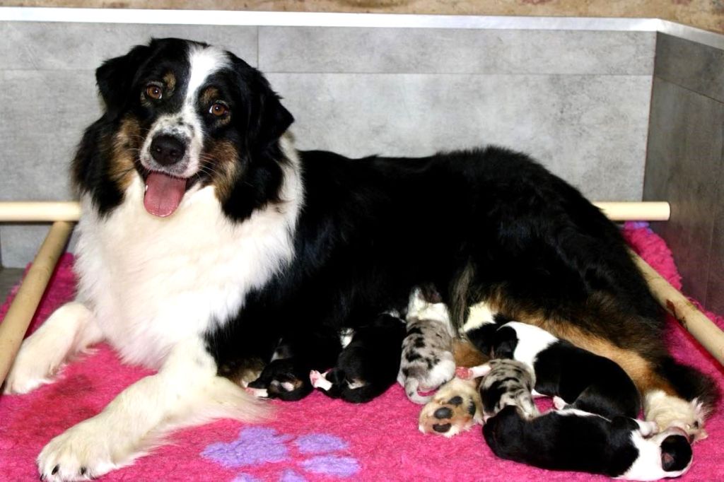 chiot Berger Australien De La Tasmanie Sauvage