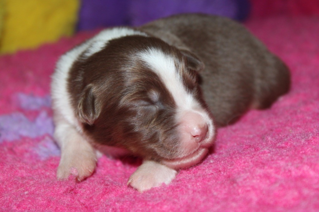 De La Tasmanie Sauvage - Chiot disponible  - Berger Australien