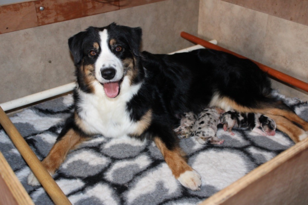 chiot Berger Australien De La Tasmanie Sauvage