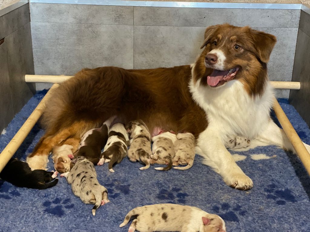 chiot Berger Australien De La Tasmanie Sauvage