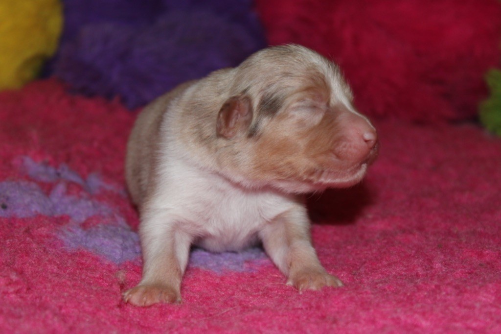 De La Tasmanie Sauvage - Chiot disponible  - Berger Australien