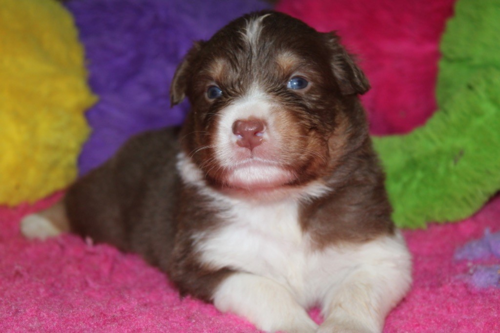 De La Tasmanie Sauvage - Chiot disponible  - Berger Australien