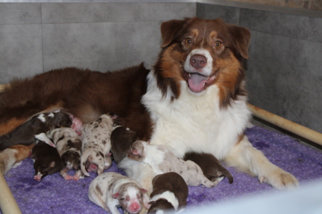 chiot Berger Australien De La Tasmanie Sauvage