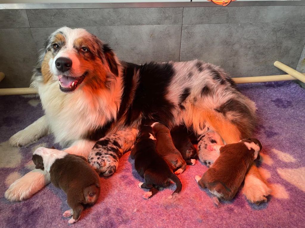 chiot Berger Australien De La Tasmanie Sauvage