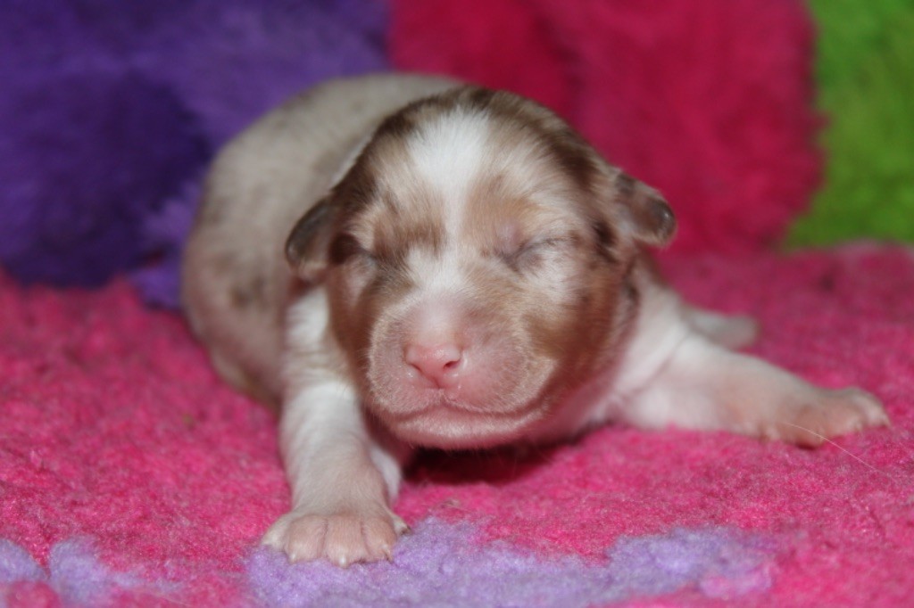 De La Tasmanie Sauvage - Chiot disponible  - Berger Australien