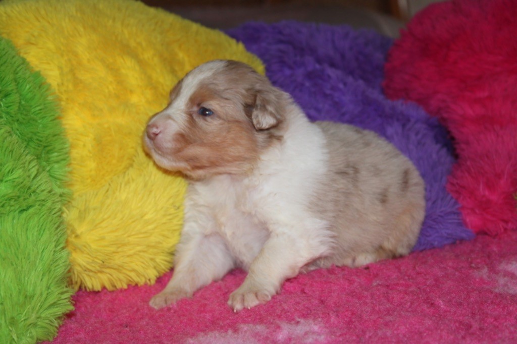 De La Tasmanie Sauvage - Chiot disponible  - Berger Australien