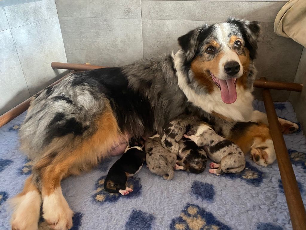 chiot Berger Australien De La Tasmanie Sauvage