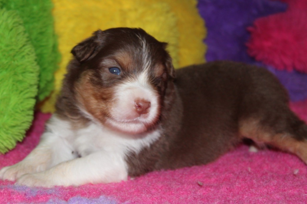 De La Tasmanie Sauvage - Chiot disponible  - Berger Australien