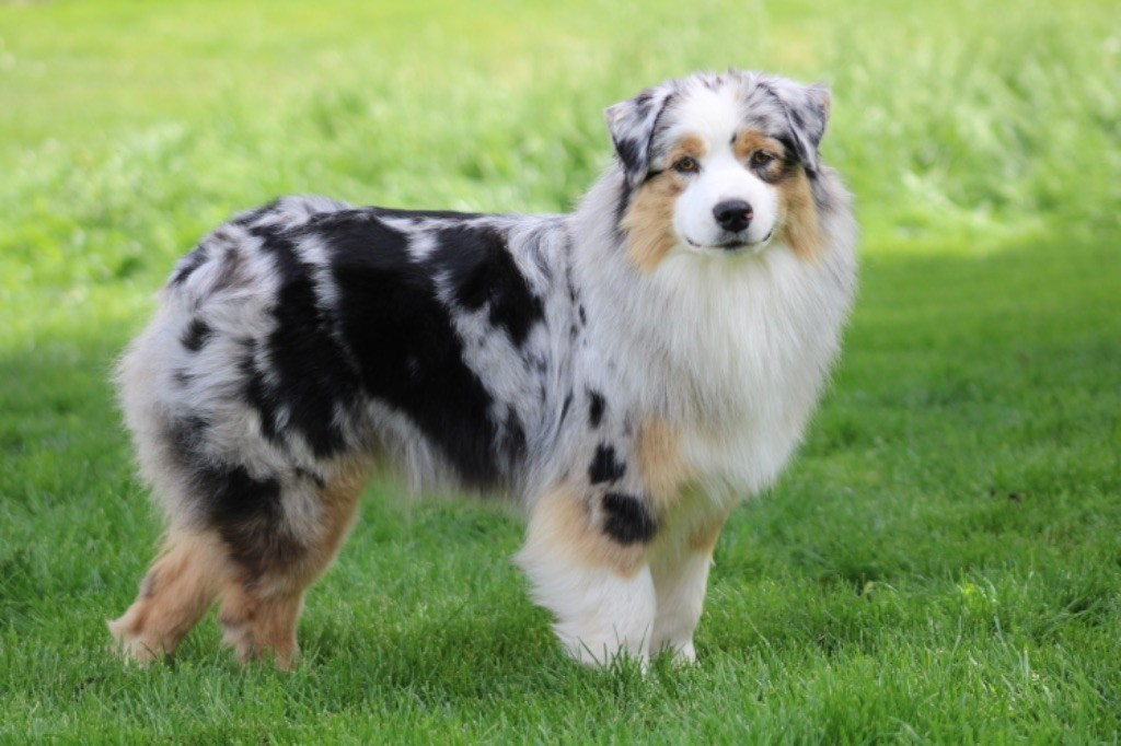 Una storia importante De La Tasmanie Sauvage