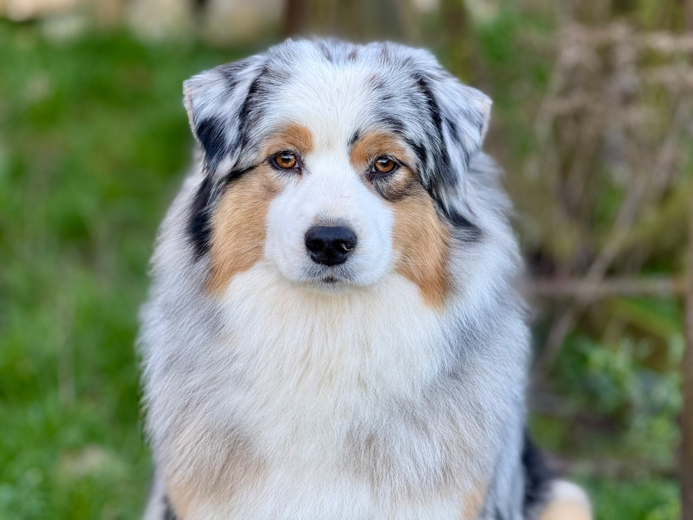 Una storia importante De La Tasmanie Sauvage