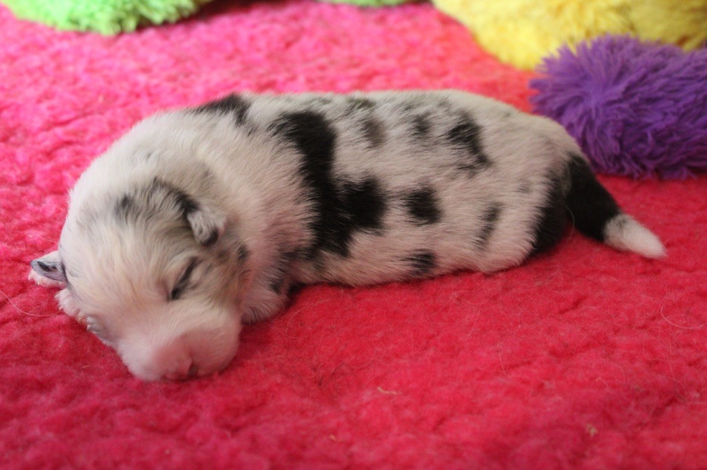 De La Tasmanie Sauvage - Chiots disponibles - Berger Australien