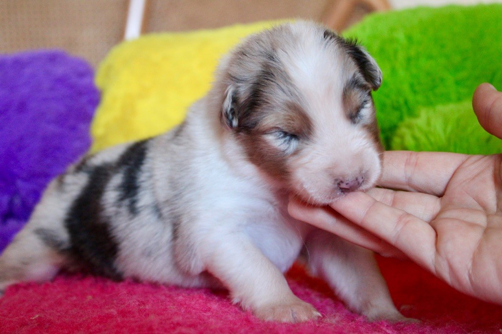 De La Tasmanie Sauvage - Chiots disponibles - Berger Australien