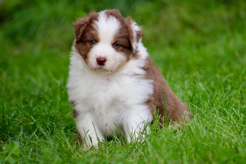 De La Tasmanie Sauvage - Chiots disponibles - Berger Australien