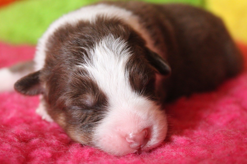 De La Tasmanie Sauvage - Chiots disponibles - Berger Australien