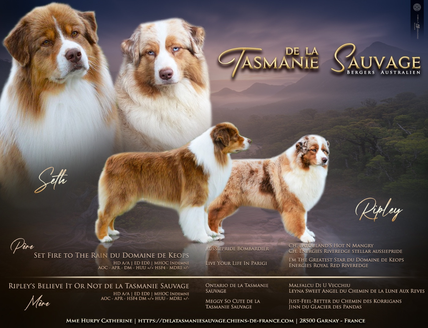 Chiot Berger Australien De La Tasmanie Sauvage