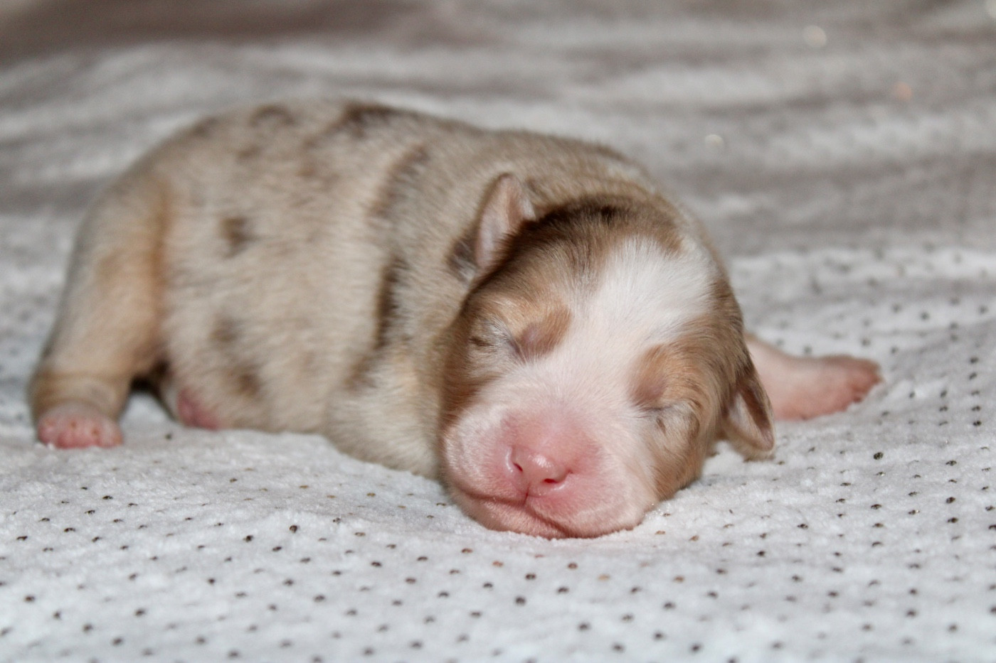 De La Tasmanie Sauvage - Chiots disponibles - Berger Australien