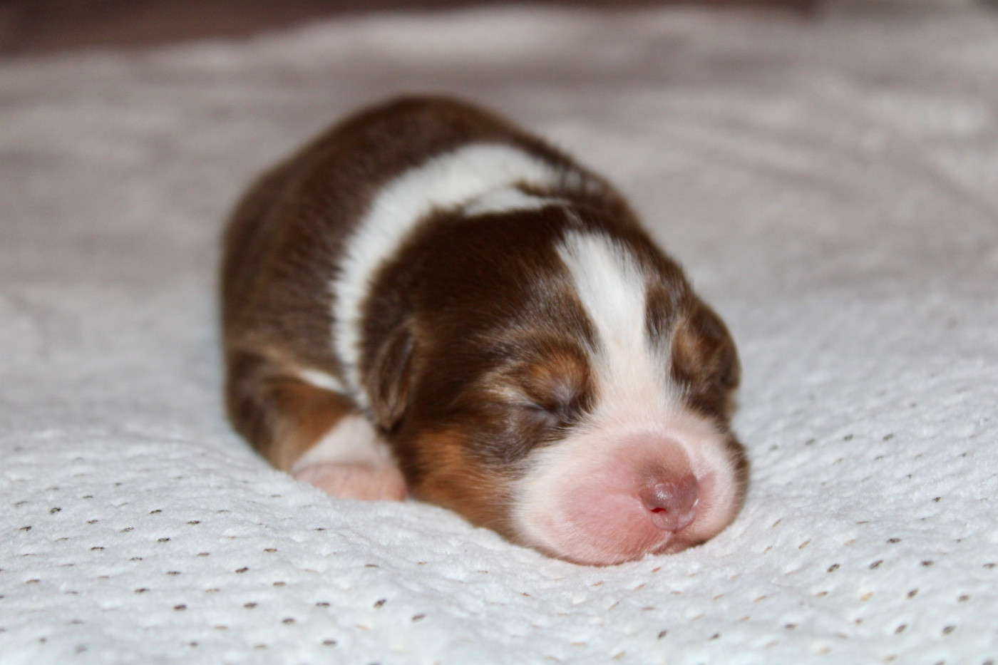 De La Tasmanie Sauvage - Chiots disponibles - Berger Australien