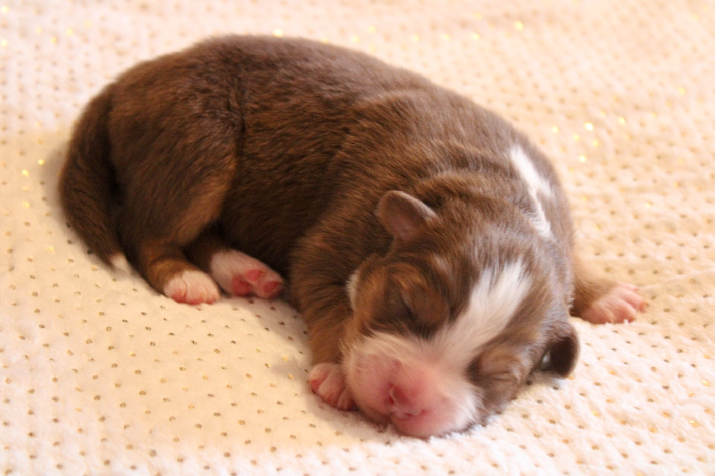 De La Tasmanie Sauvage - Chiots disponibles - Berger Australien