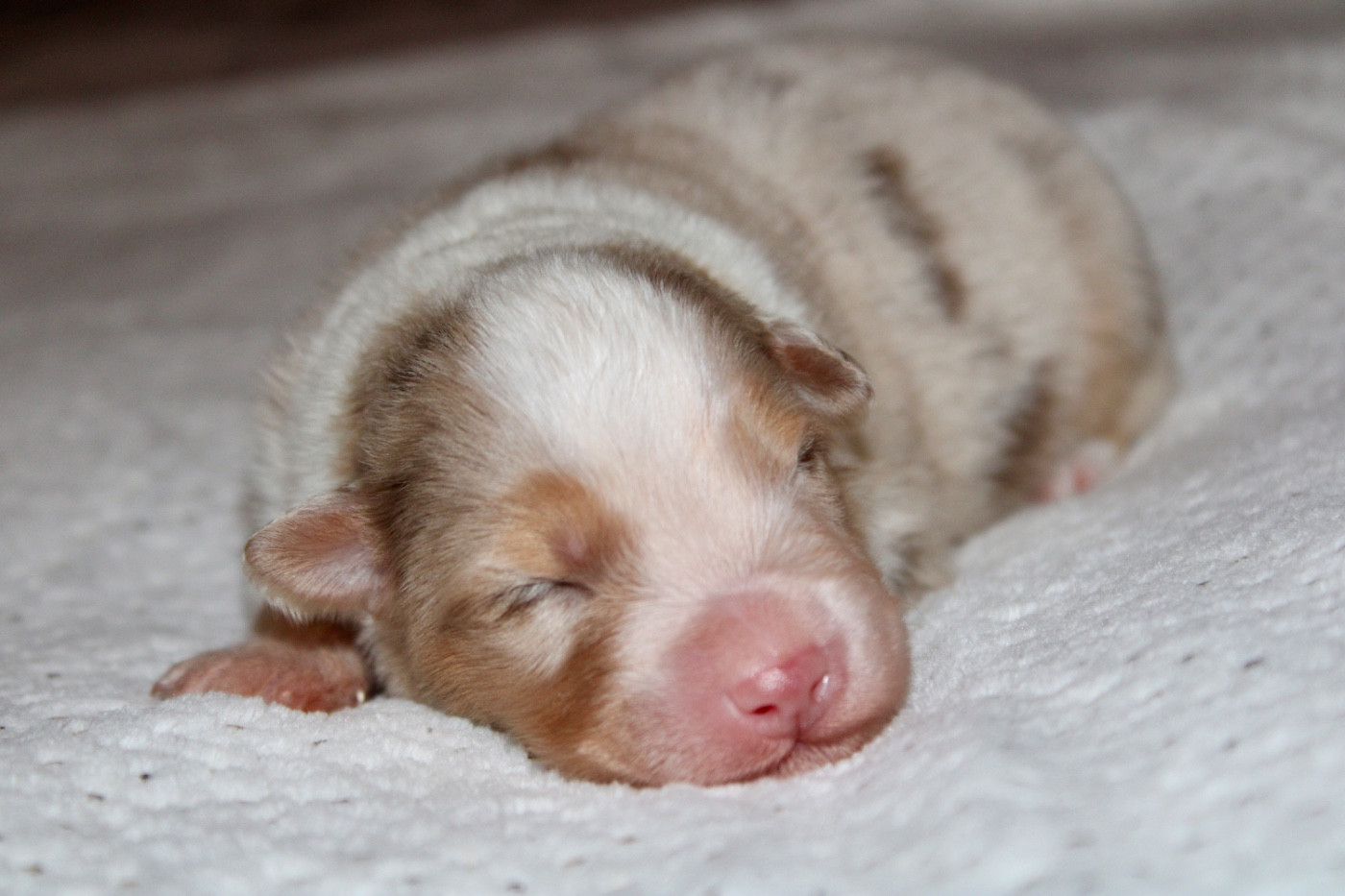 De La Tasmanie Sauvage - Chiots disponibles - Berger Australien