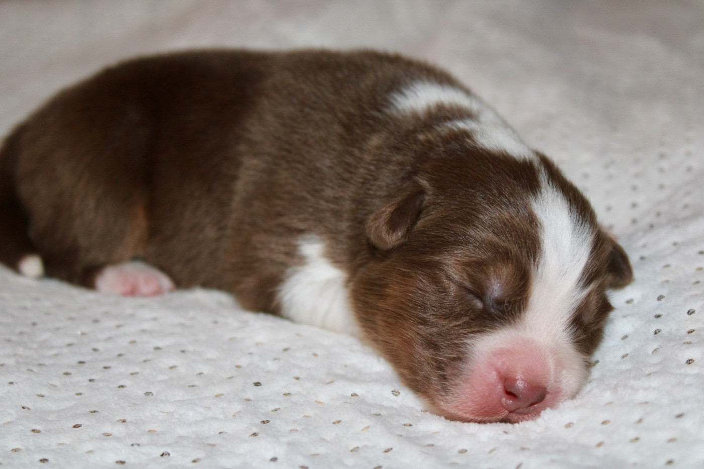 De La Tasmanie Sauvage - Chiots disponibles - Berger Australien