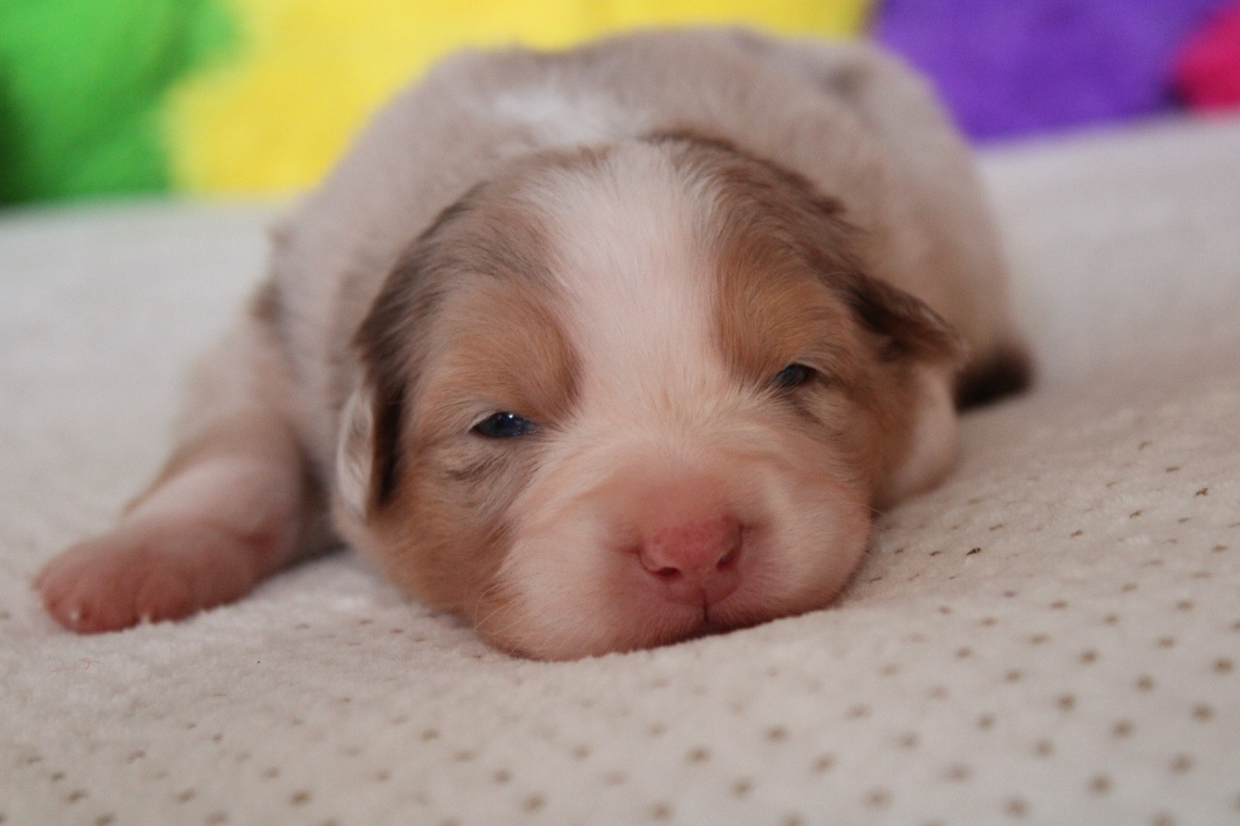 De La Tasmanie Sauvage - Chiots disponibles - Berger Australien