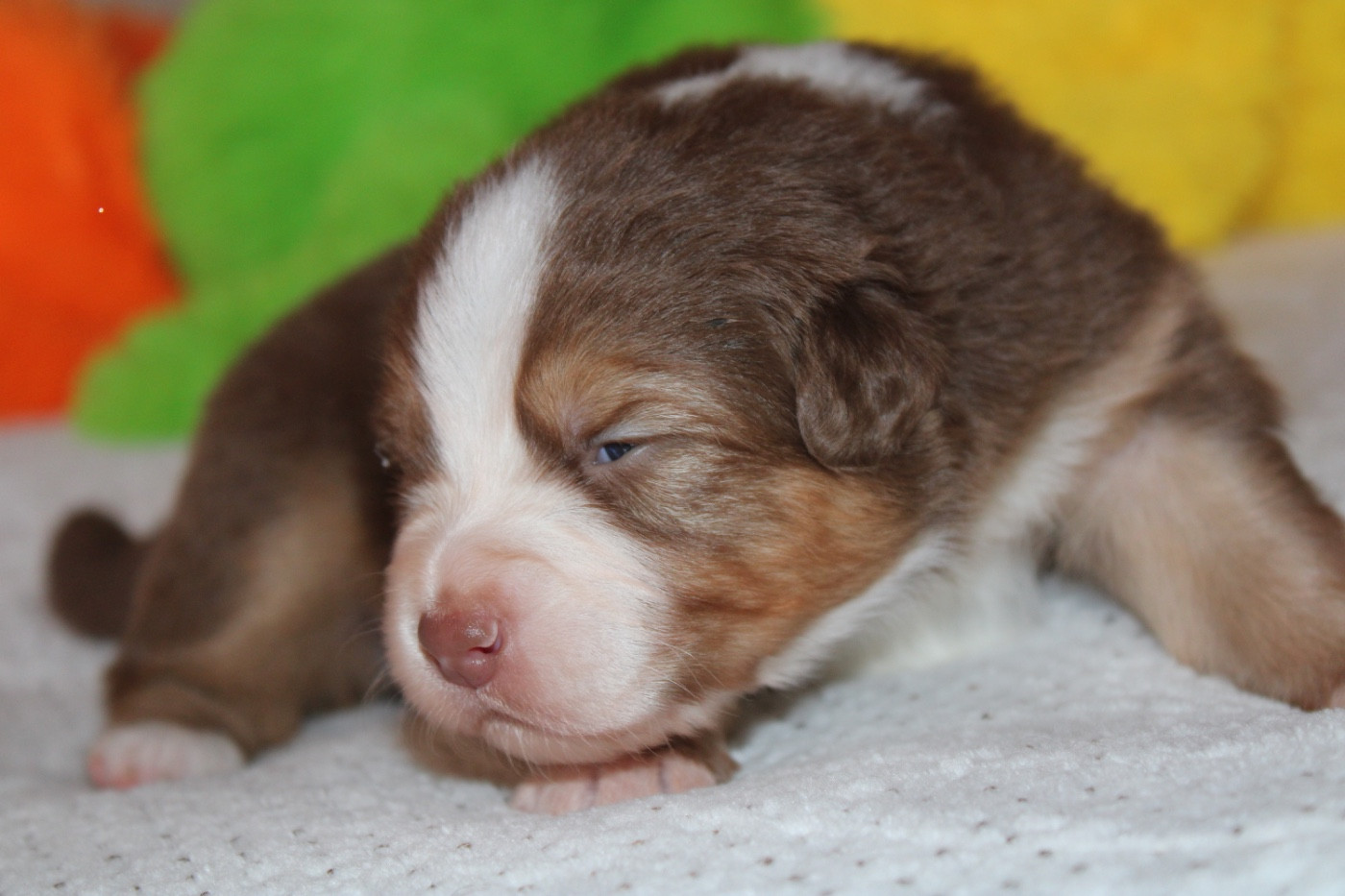 De La Tasmanie Sauvage - Chiots disponibles - Berger Australien