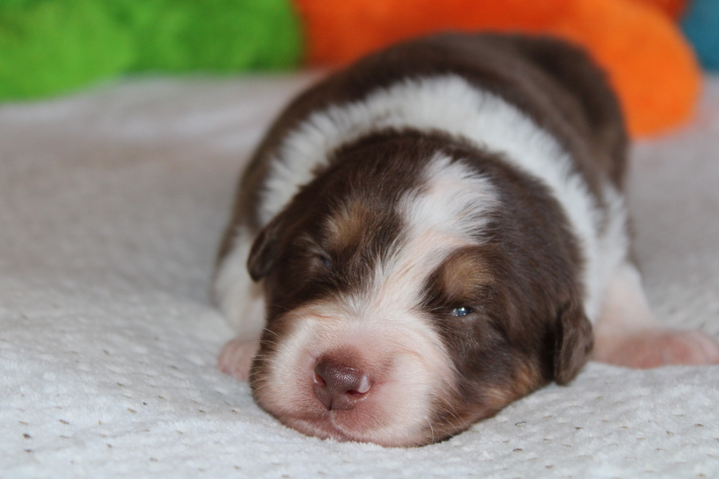 De La Tasmanie Sauvage - Chiots disponibles - Berger Australien