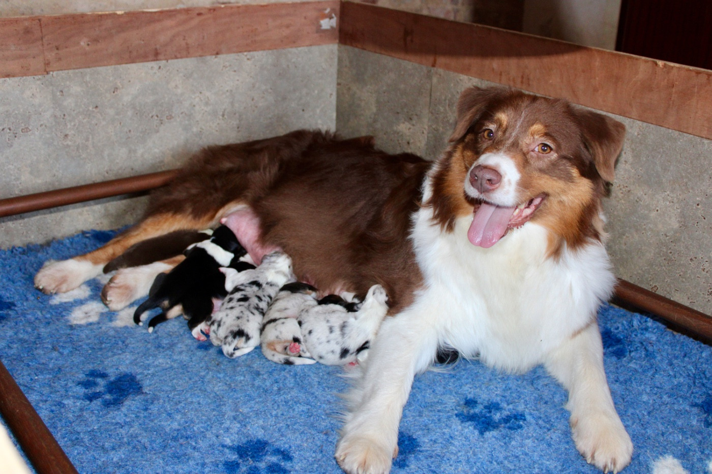 Chiot Berger Australien De La Tasmanie Sauvage