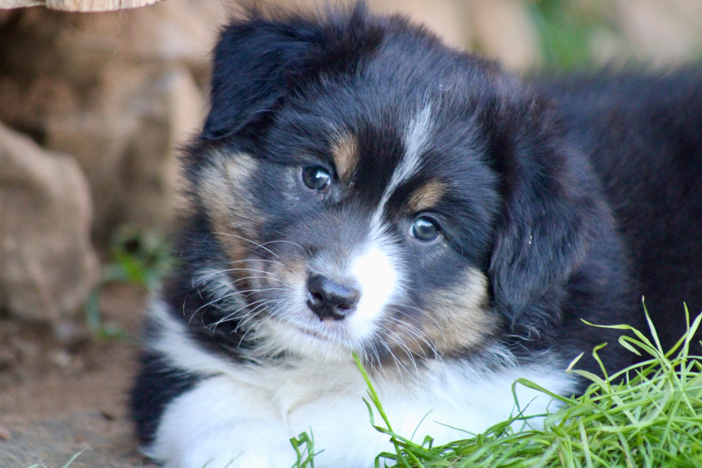 De La Tasmanie Sauvage - Chiots disponibles - Berger Australien