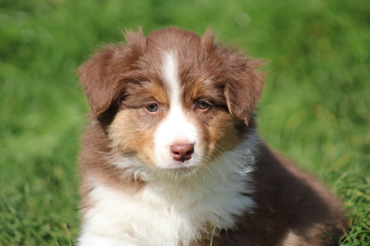 De La Tasmanie Sauvage - Chiots disponibles - Berger Australien