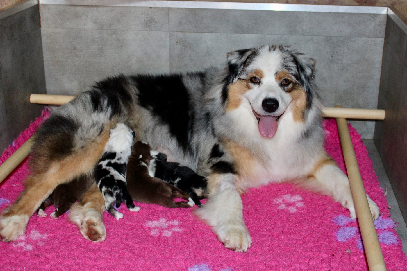 Chiot Berger Australien De La Tasmanie Sauvage