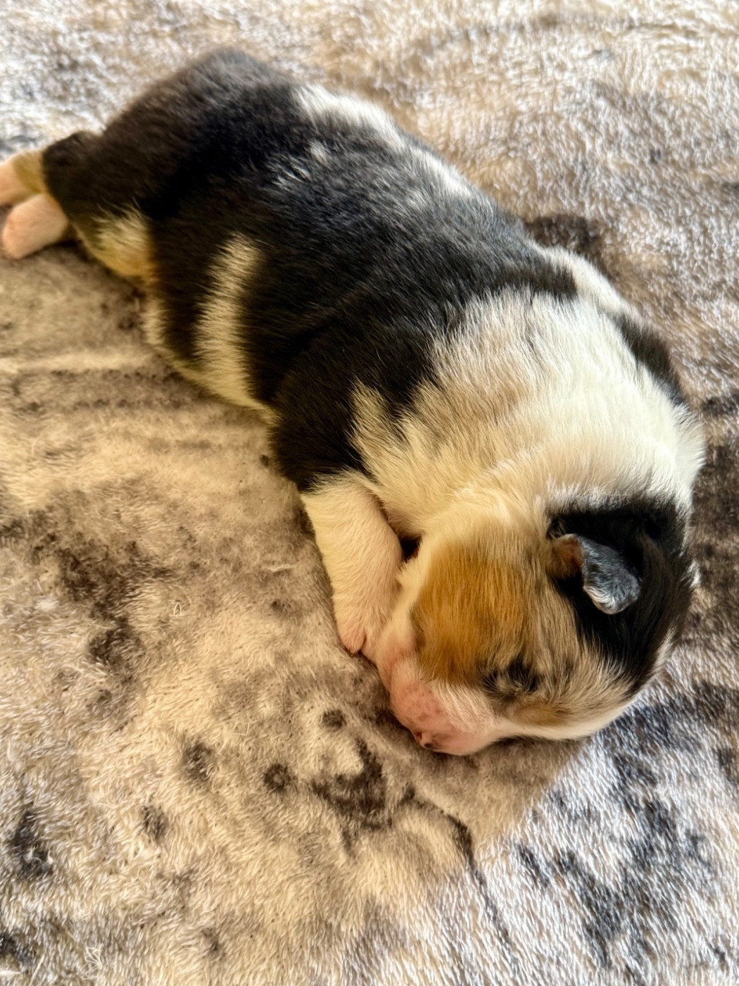 De La Tasmanie Sauvage - Chiots disponibles - Berger Australien