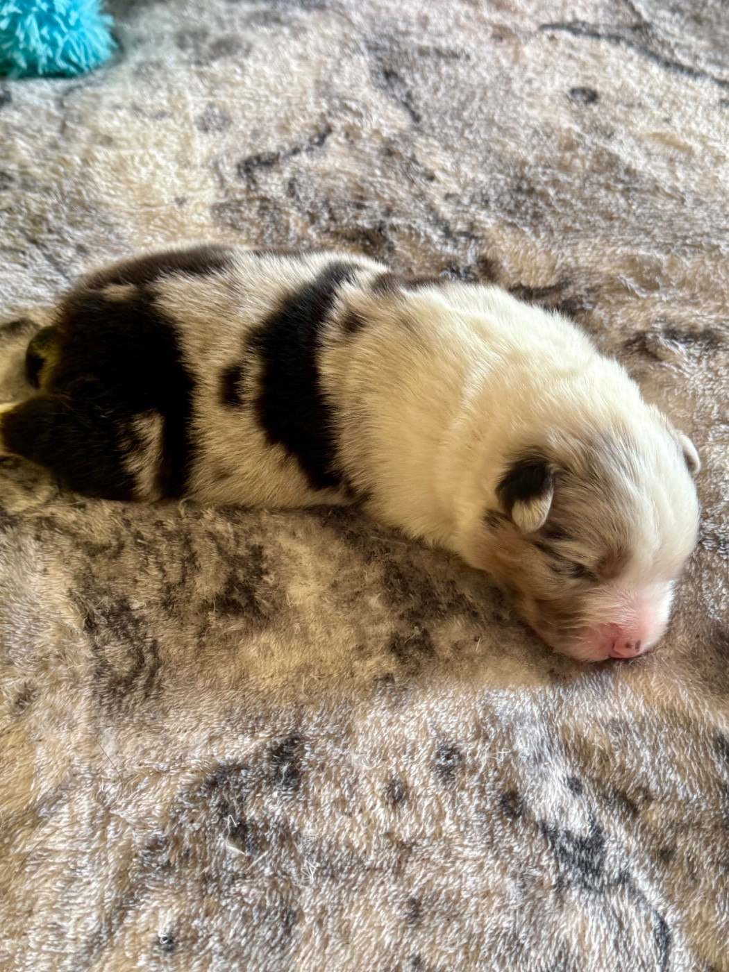 De La Tasmanie Sauvage - Chiots disponibles - Berger Australien