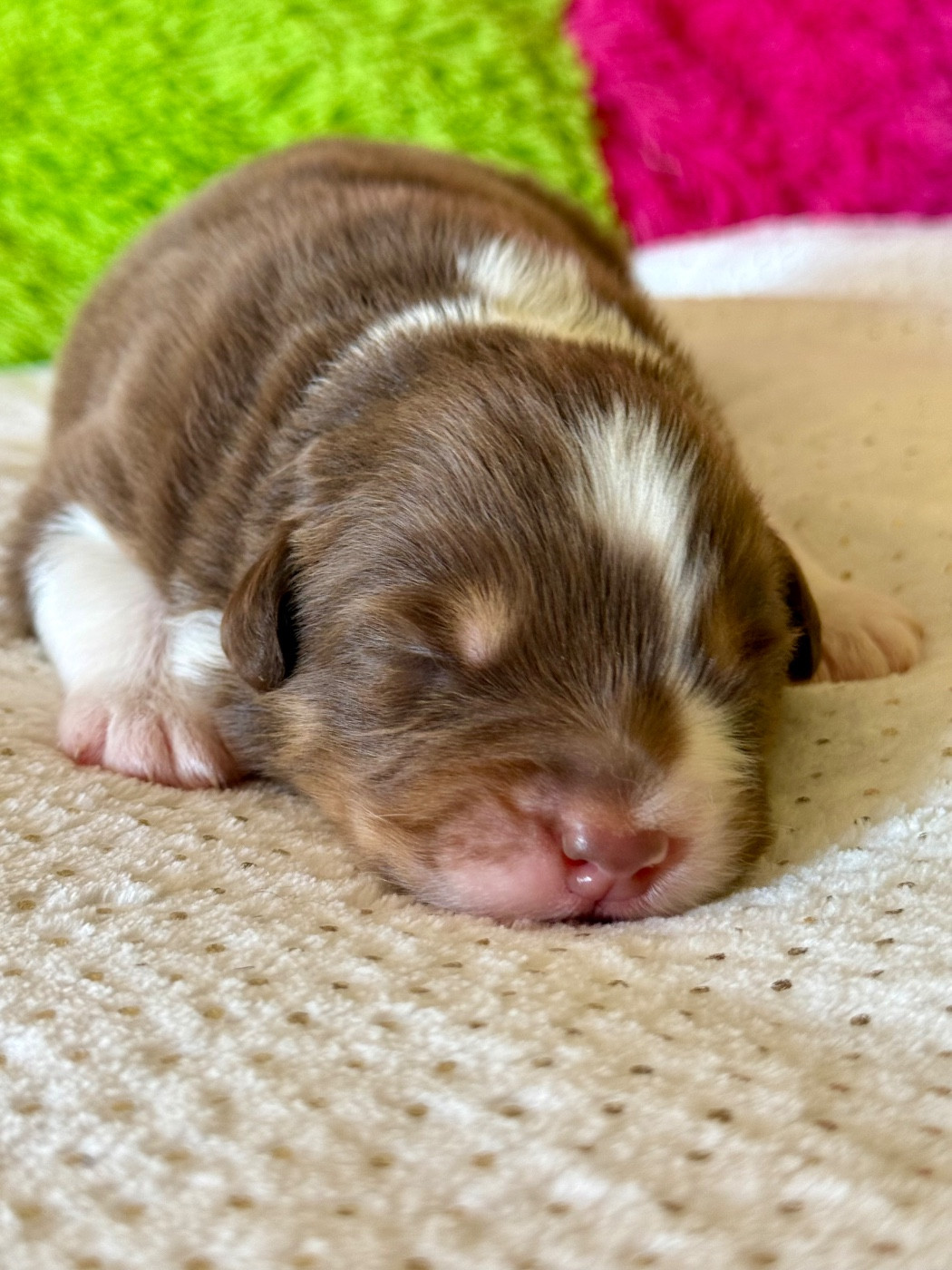 De La Tasmanie Sauvage - Chiots disponibles - Berger Australien