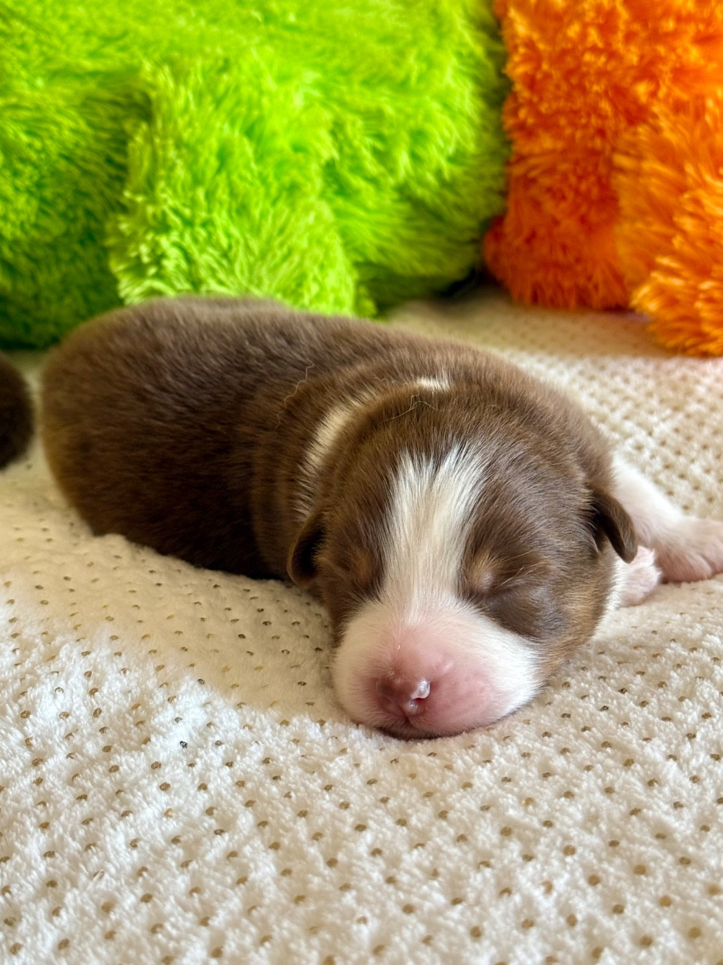 De La Tasmanie Sauvage - Chiots disponibles - Berger Australien