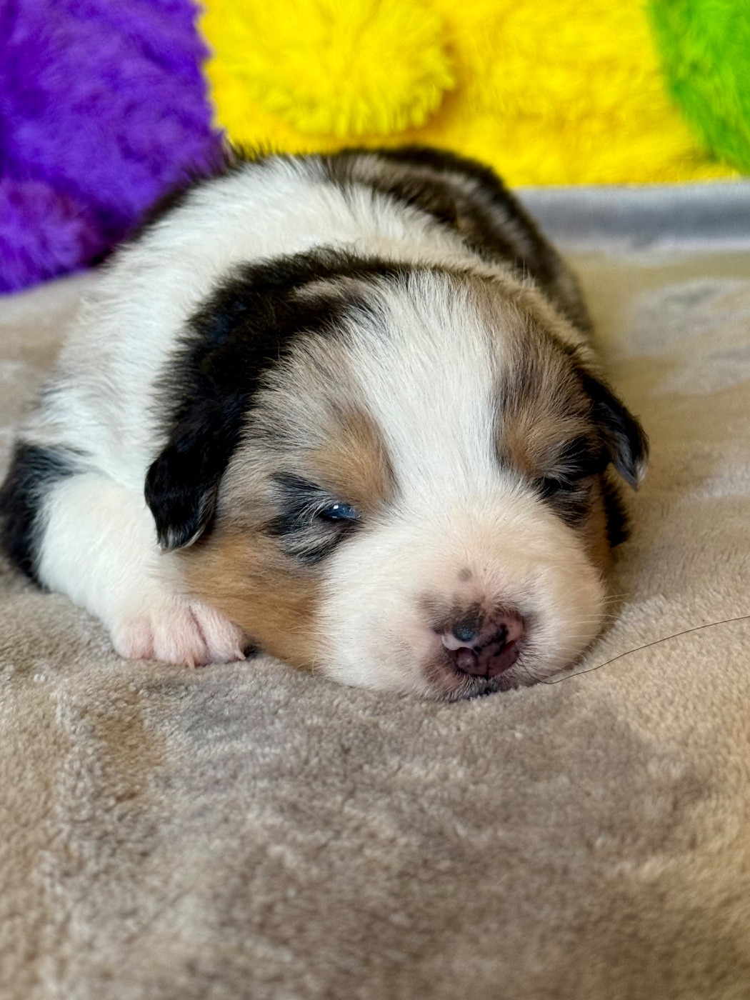 De La Tasmanie Sauvage - Chiots disponibles - Berger Australien