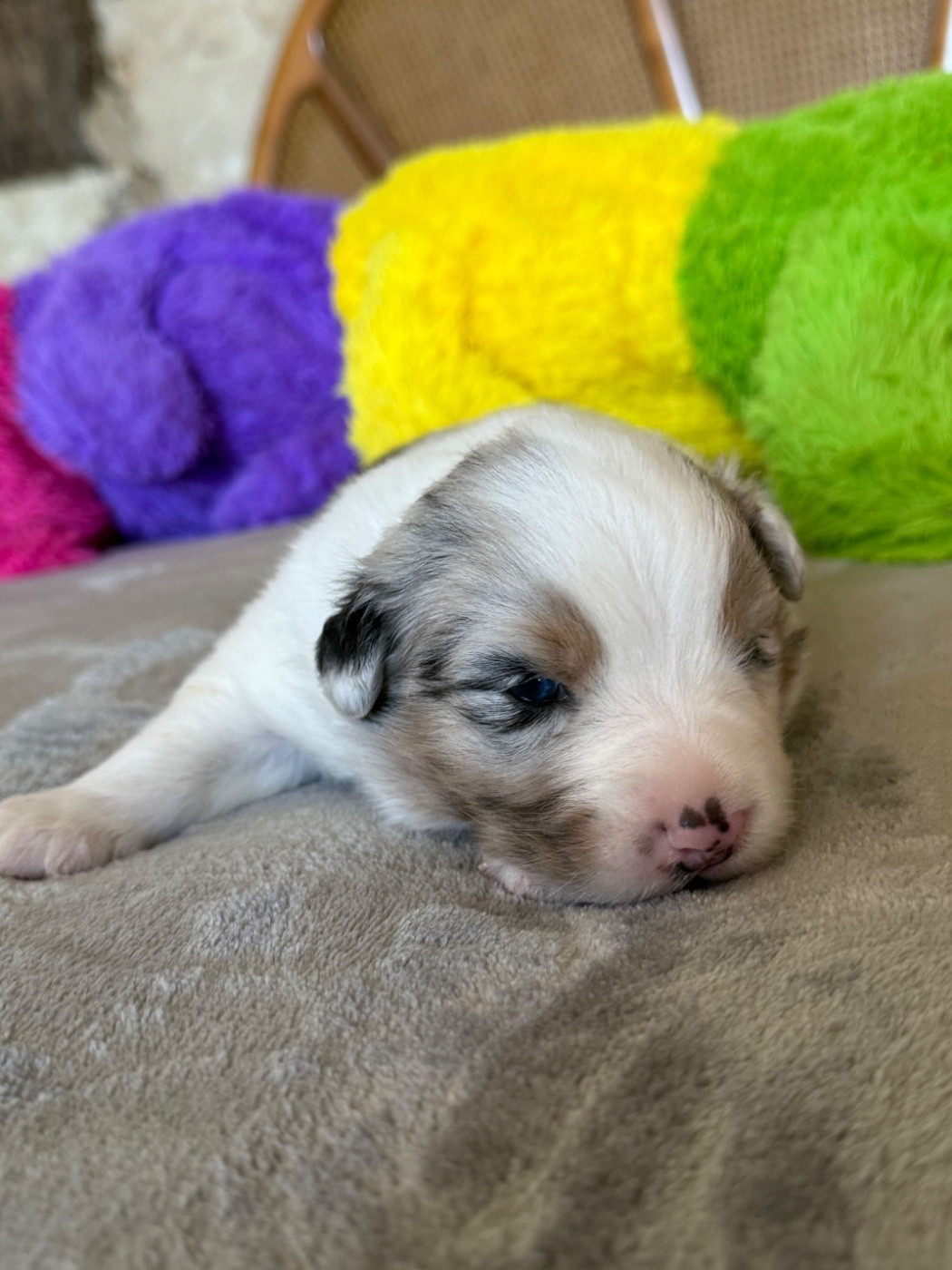 De La Tasmanie Sauvage - Chiots disponibles - Berger Australien