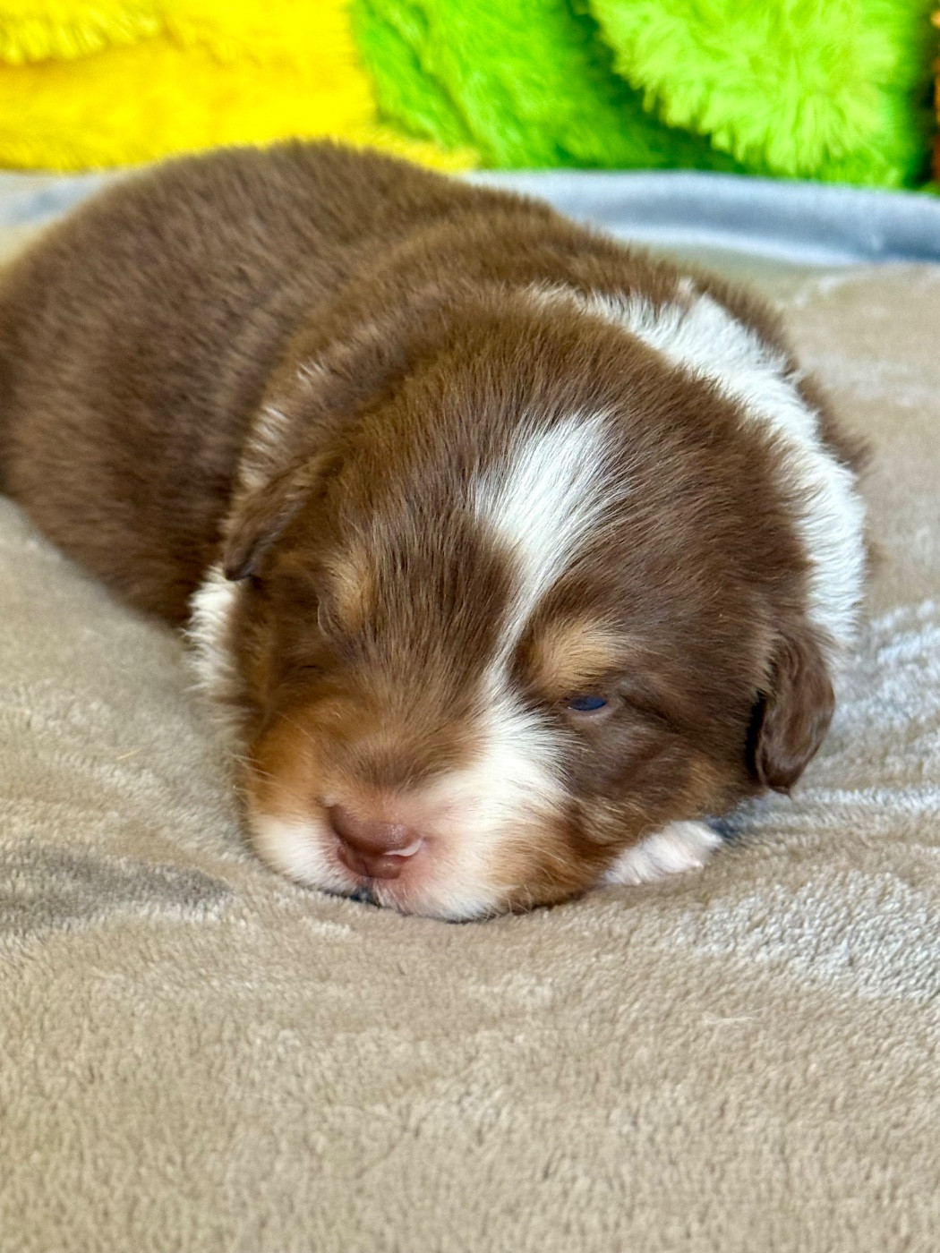 De La Tasmanie Sauvage - Chiots disponibles - Berger Australien