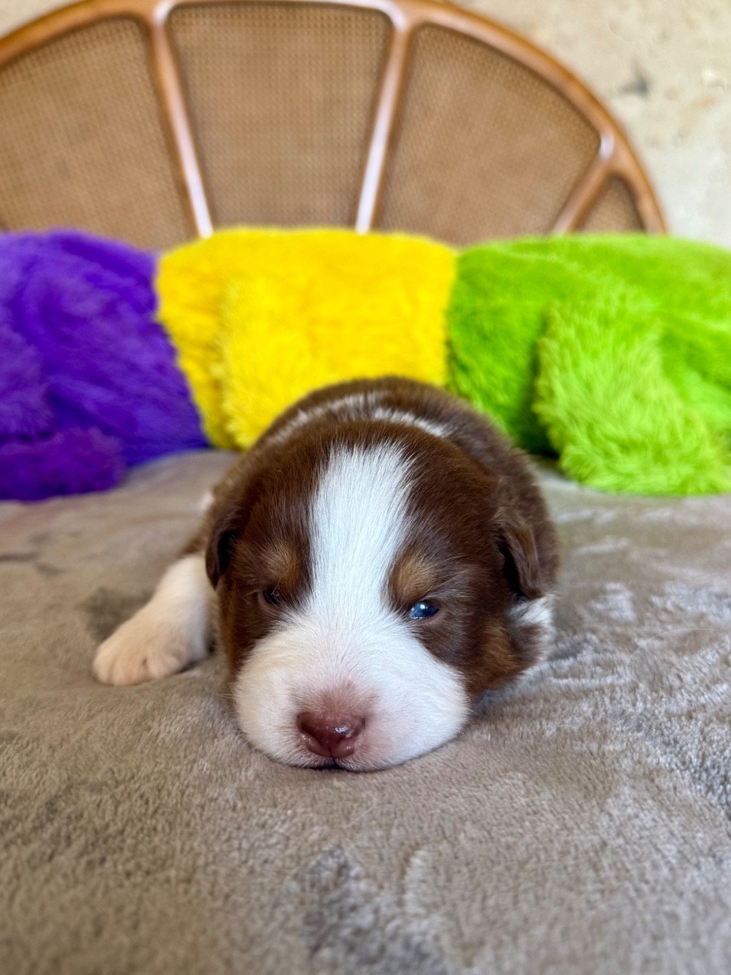 De La Tasmanie Sauvage - Chiots disponibles - Berger Australien