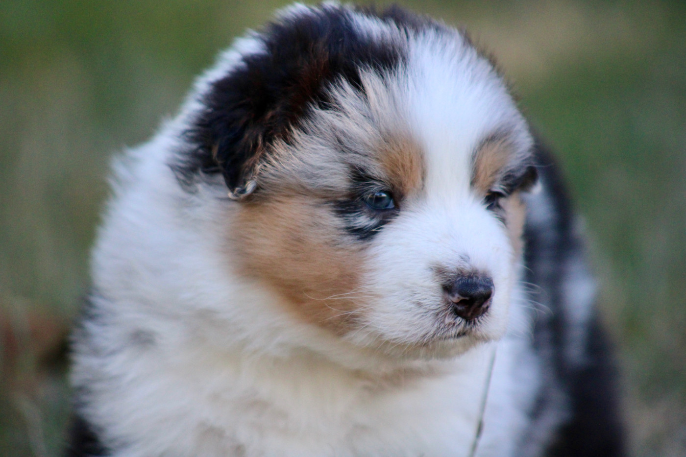 De La Tasmanie Sauvage - Chiots disponibles - Berger Australien