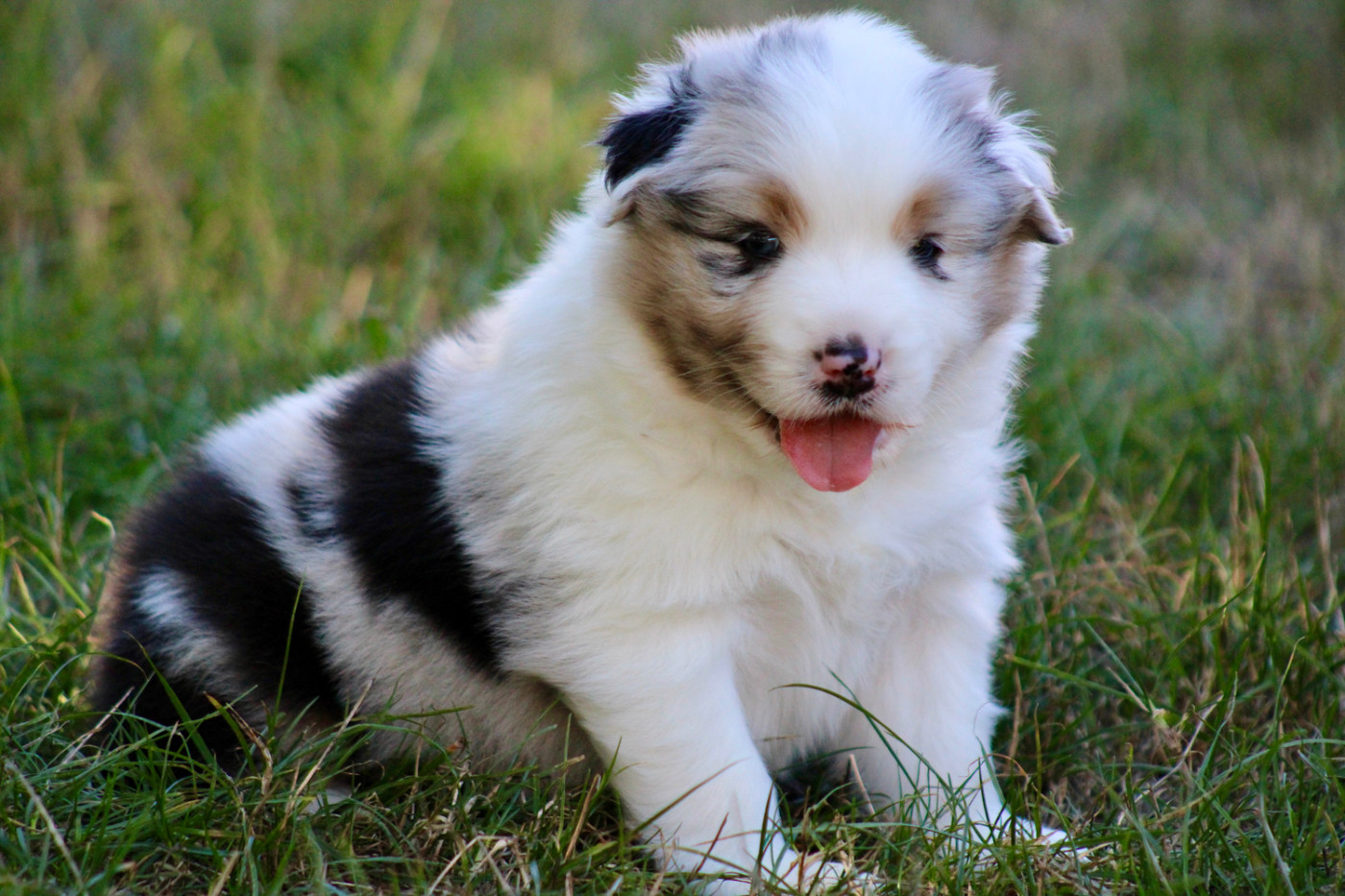 De La Tasmanie Sauvage - Chiots disponibles - Berger Australien