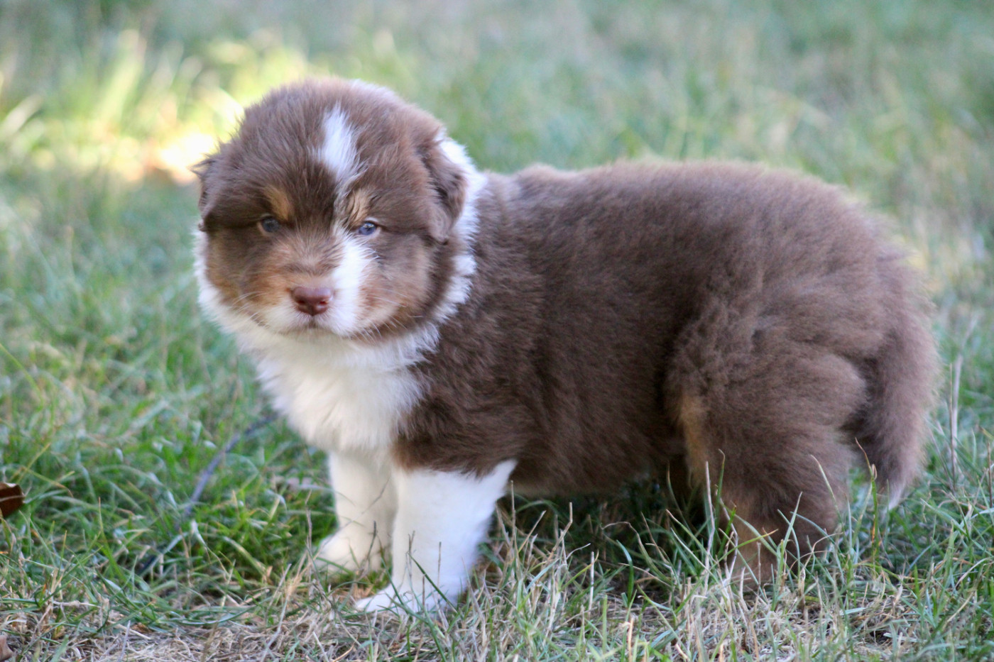 De La Tasmanie Sauvage - Chiots disponibles - Berger Australien