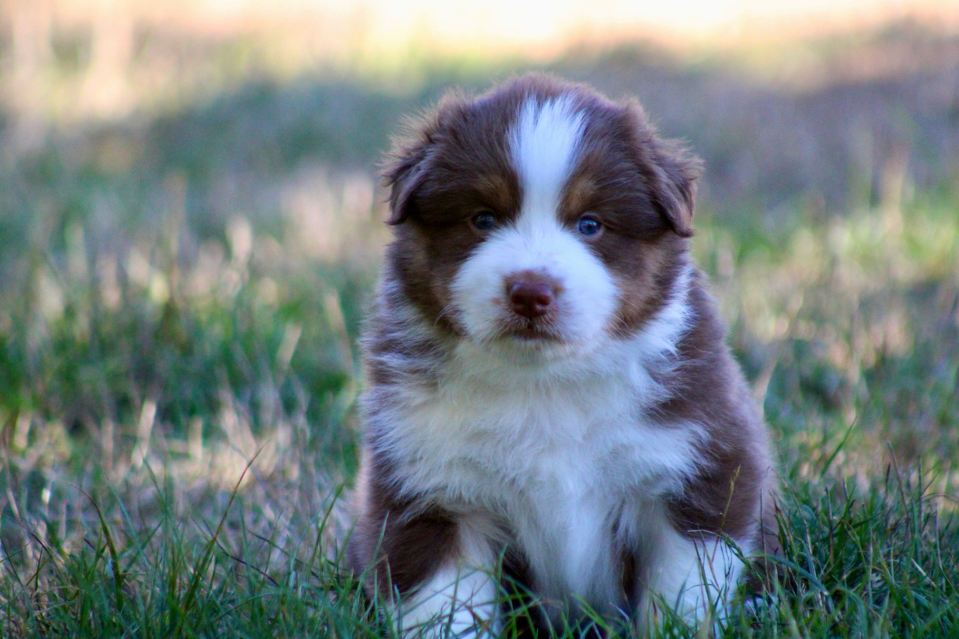 De La Tasmanie Sauvage - Chiots disponibles - Berger Australien