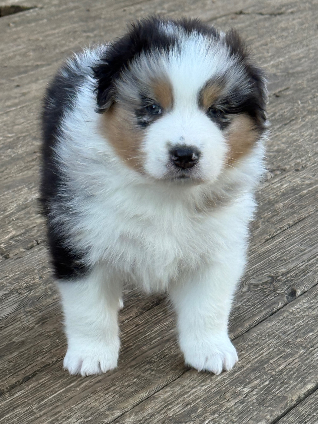 De La Tasmanie Sauvage - Chiots disponibles - Berger Australien